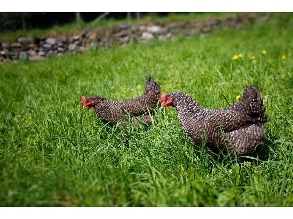 Agriturismo Miravalle Brusio Esterno foto